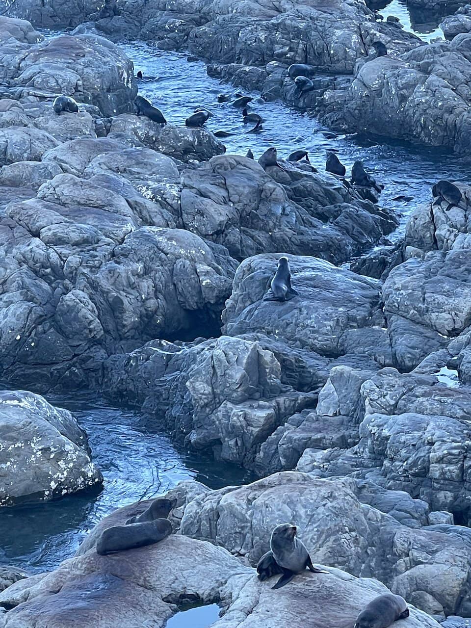 Fur Seal & Sea Lion Colonies