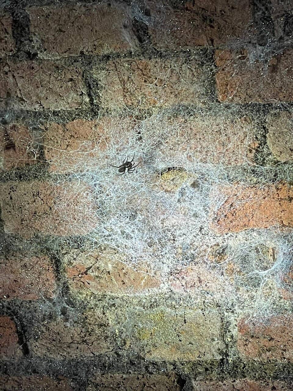 Subterranean Wildlife Spotting