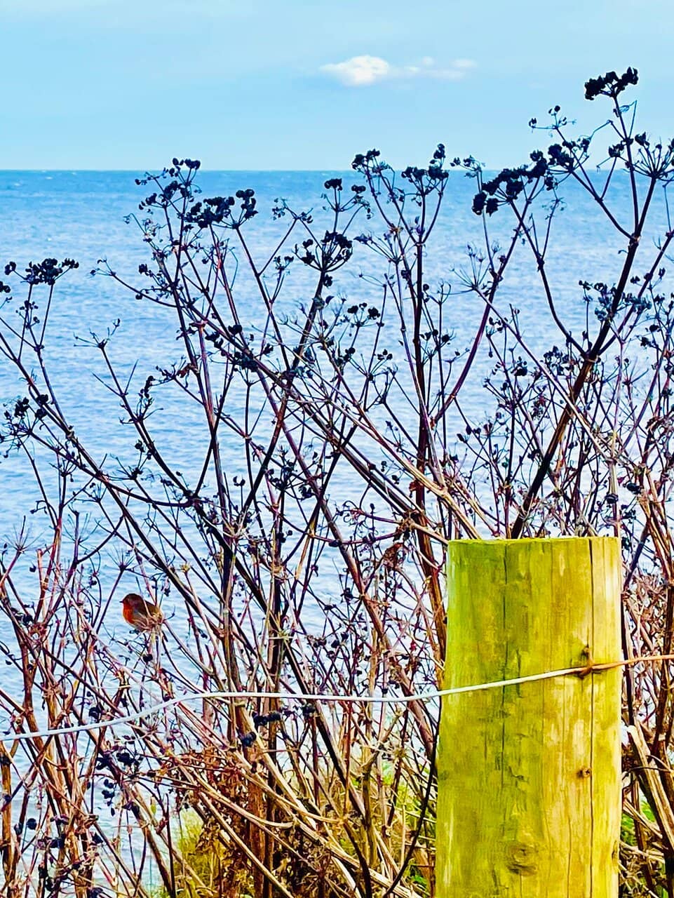 Scenic Coastal Path