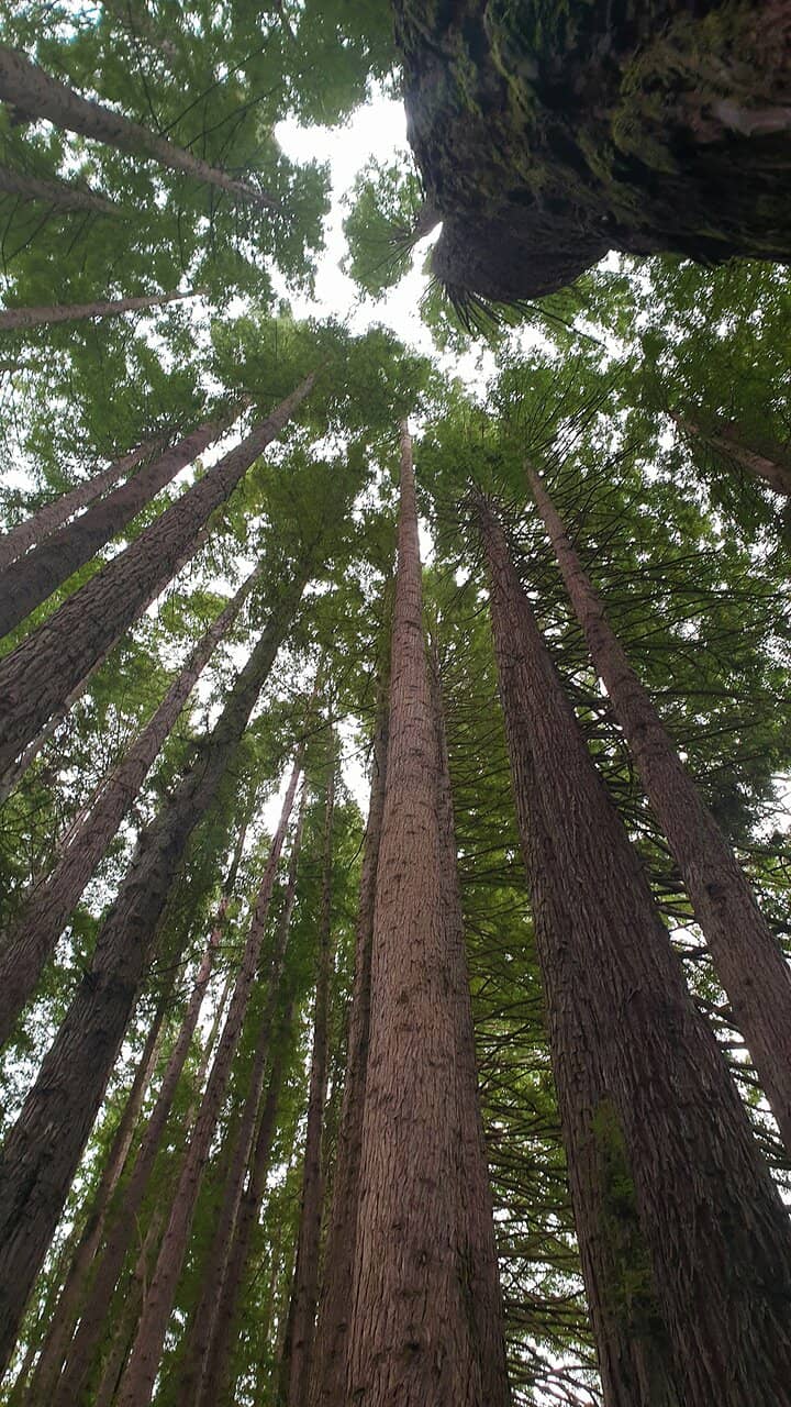 Surprising Californian Heart