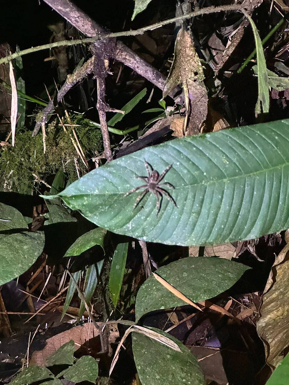 Guided Nature Walks