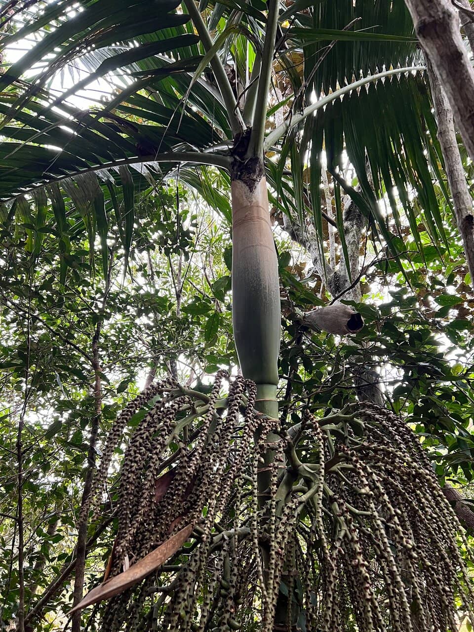 Ancient Kauri Trees