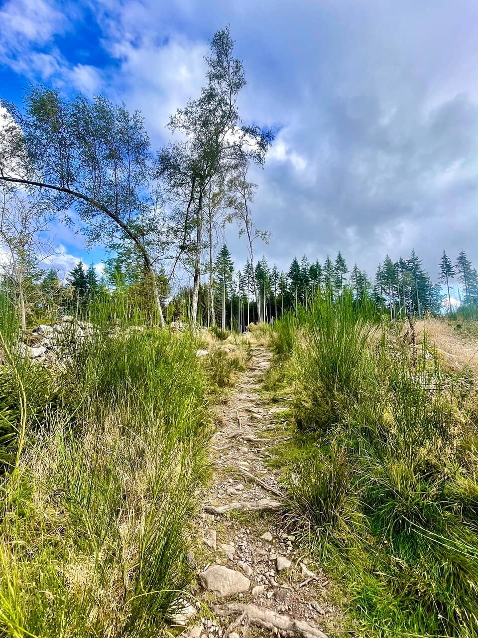 Woodland Trails