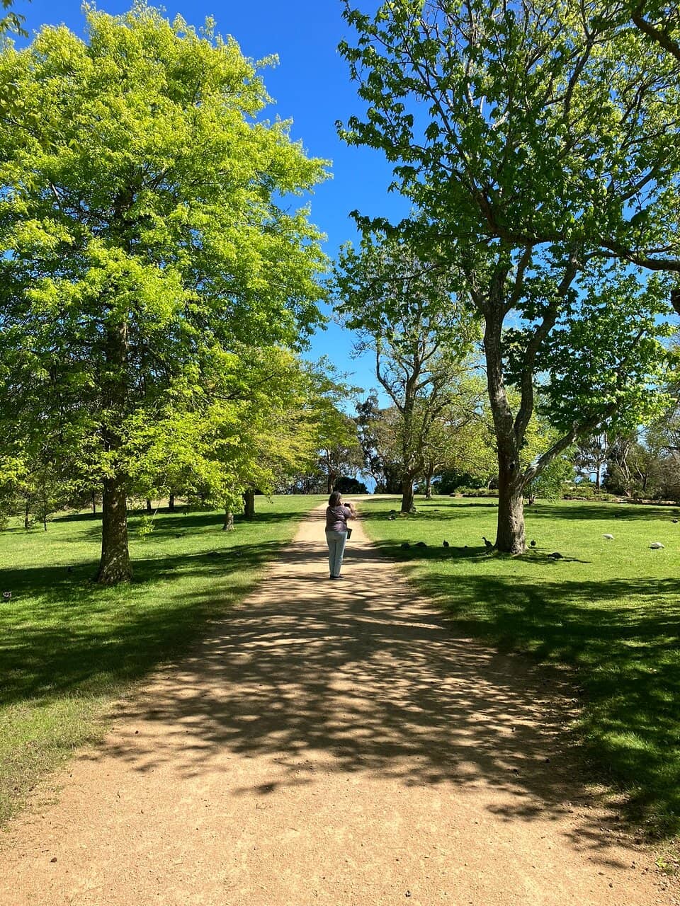 Abundant Kangaroo Sightings