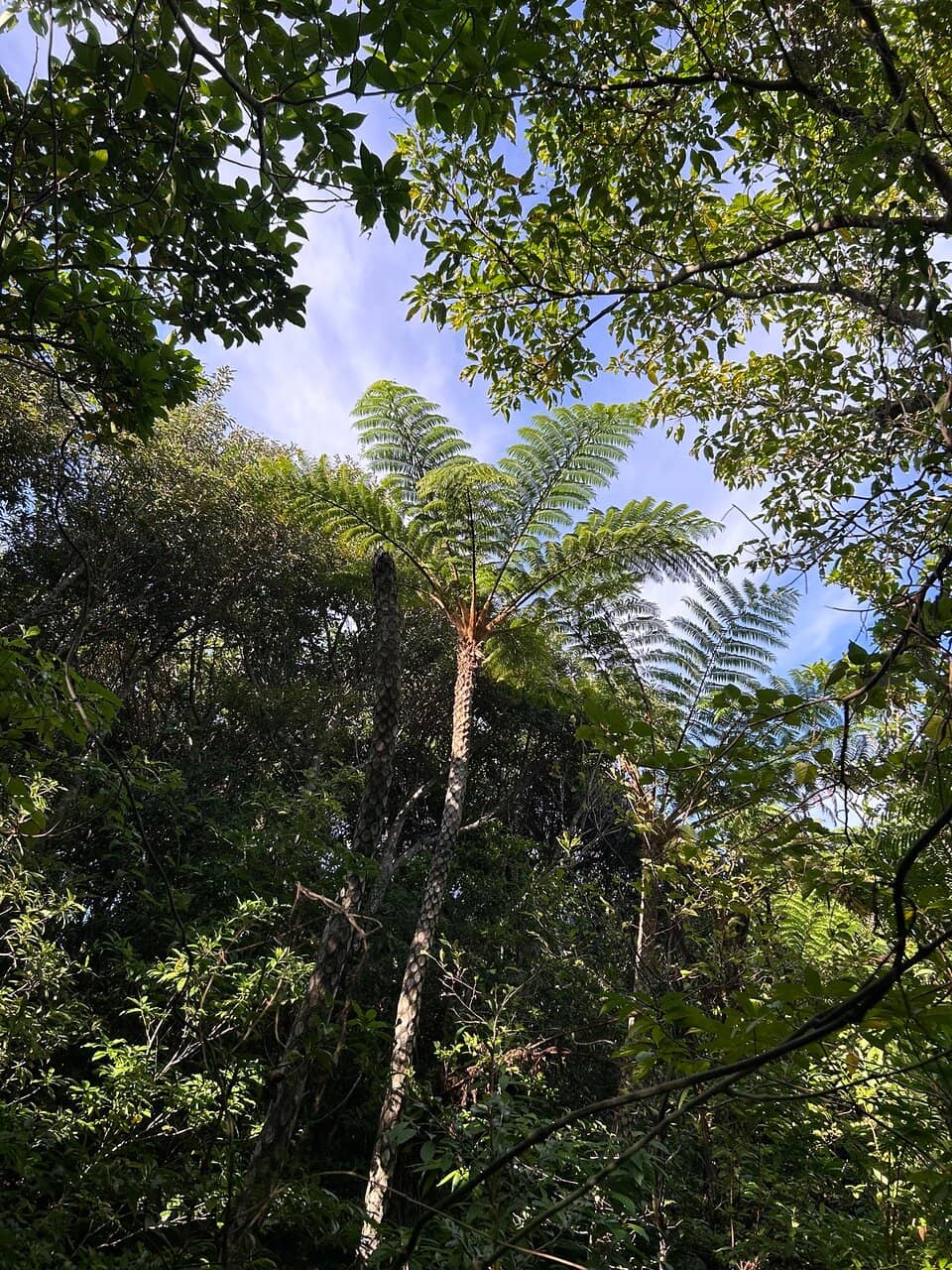 Cloud-Kissed Mystery