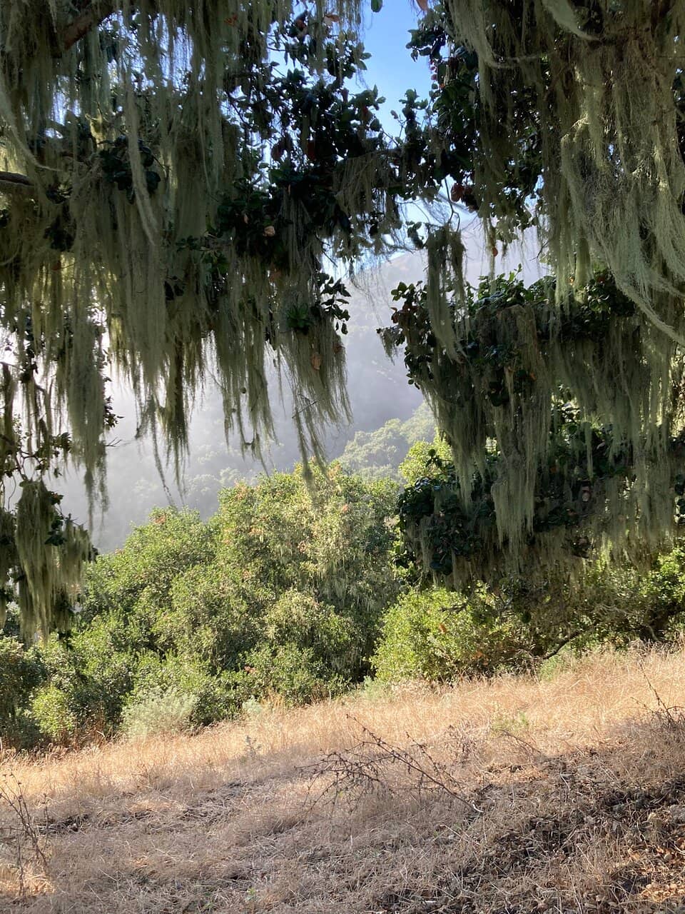 Lone Oak Trail