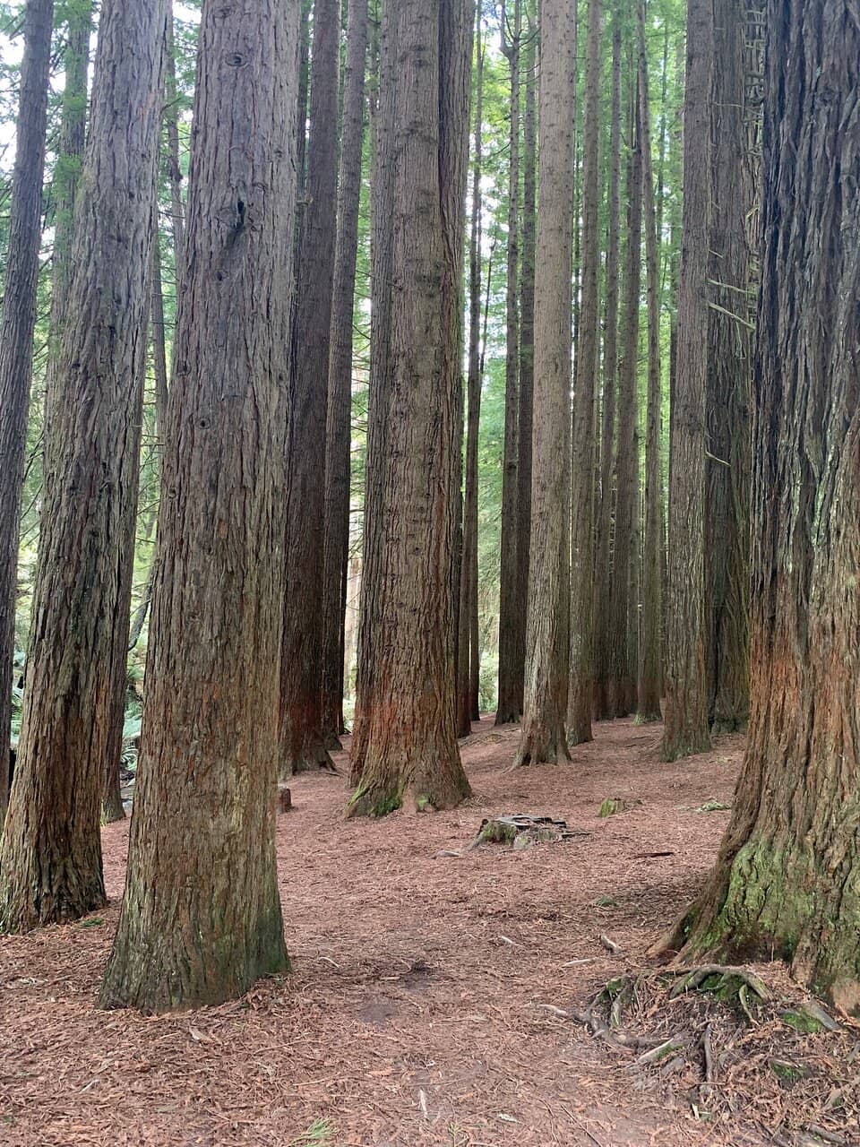 Peaceful Picnic Spot