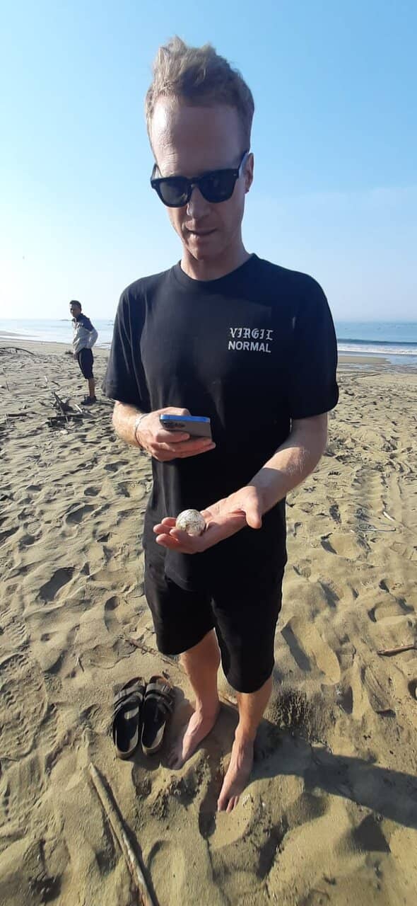 Baby Turtle Release