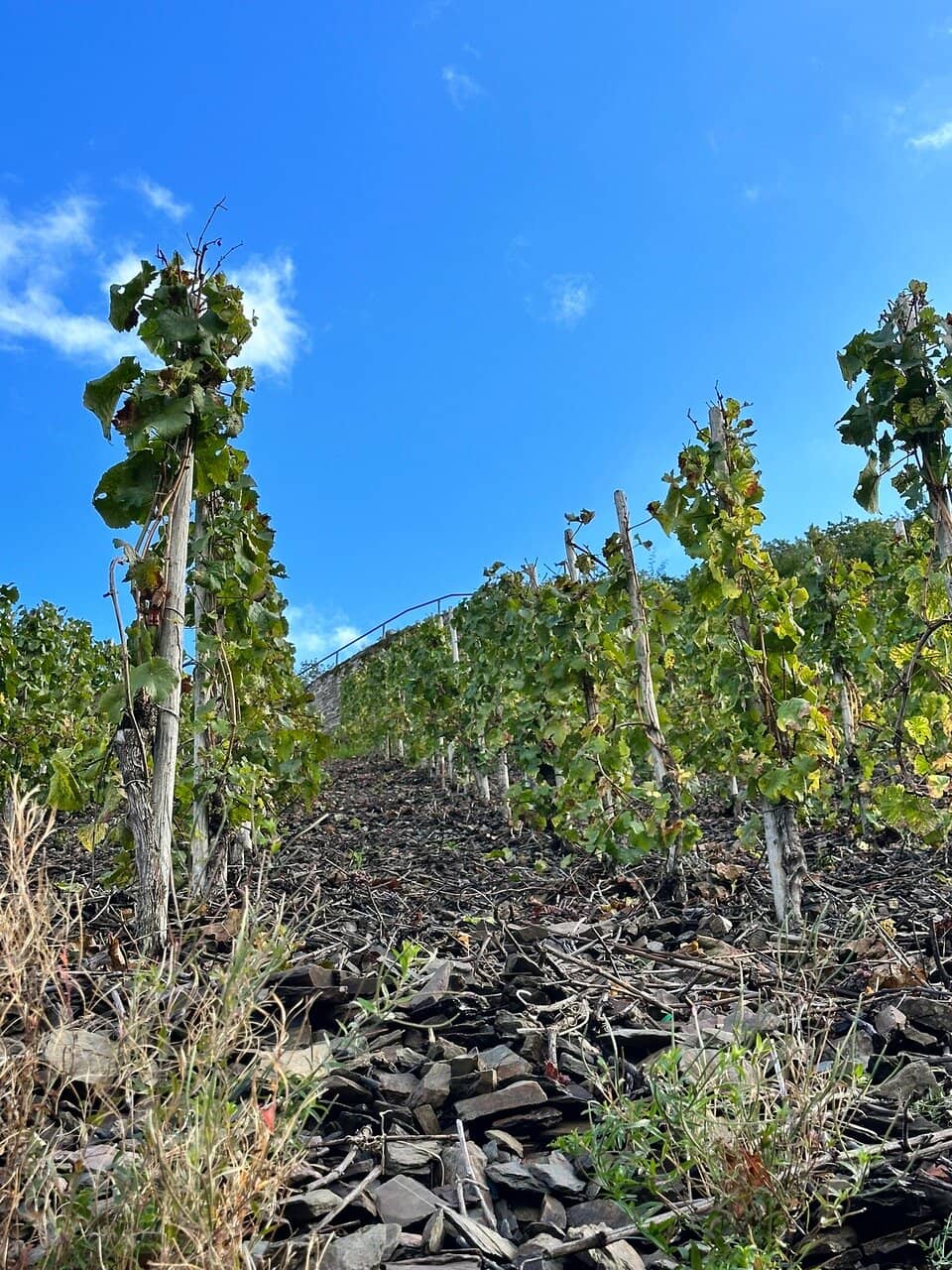 Rheingau Riesling Wine Tasting