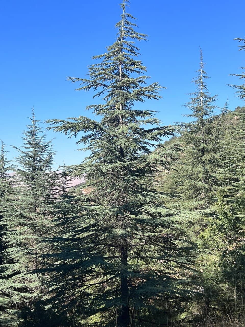 Ranger-Led Hikes