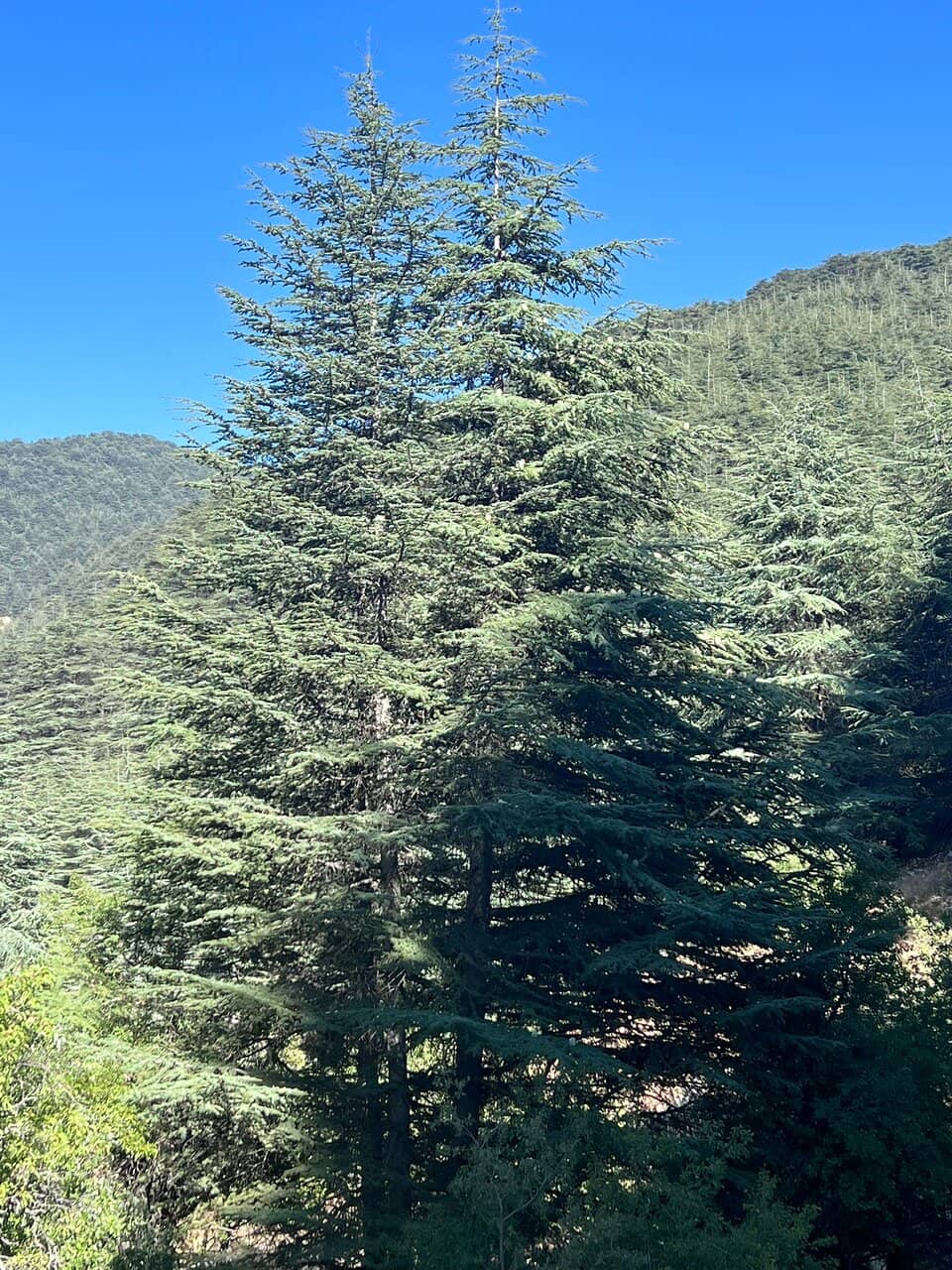 Unique Cedar Glades & Rock Gardens