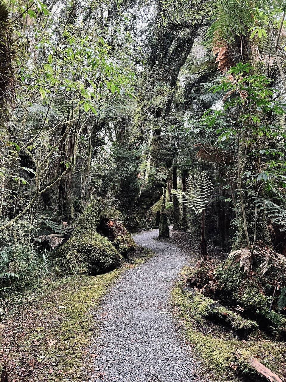 Moss-Covered Forest