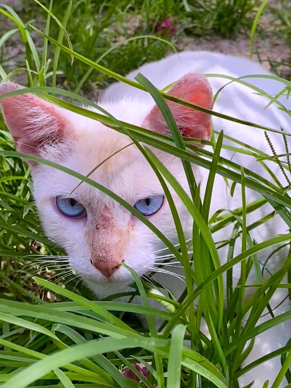 Local Crafts and Snacks