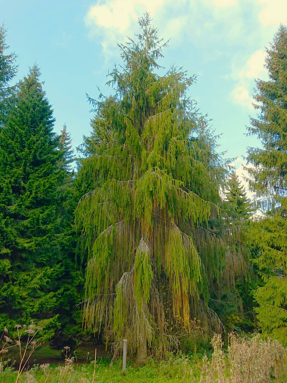 Lammassaari (Sheep Island)