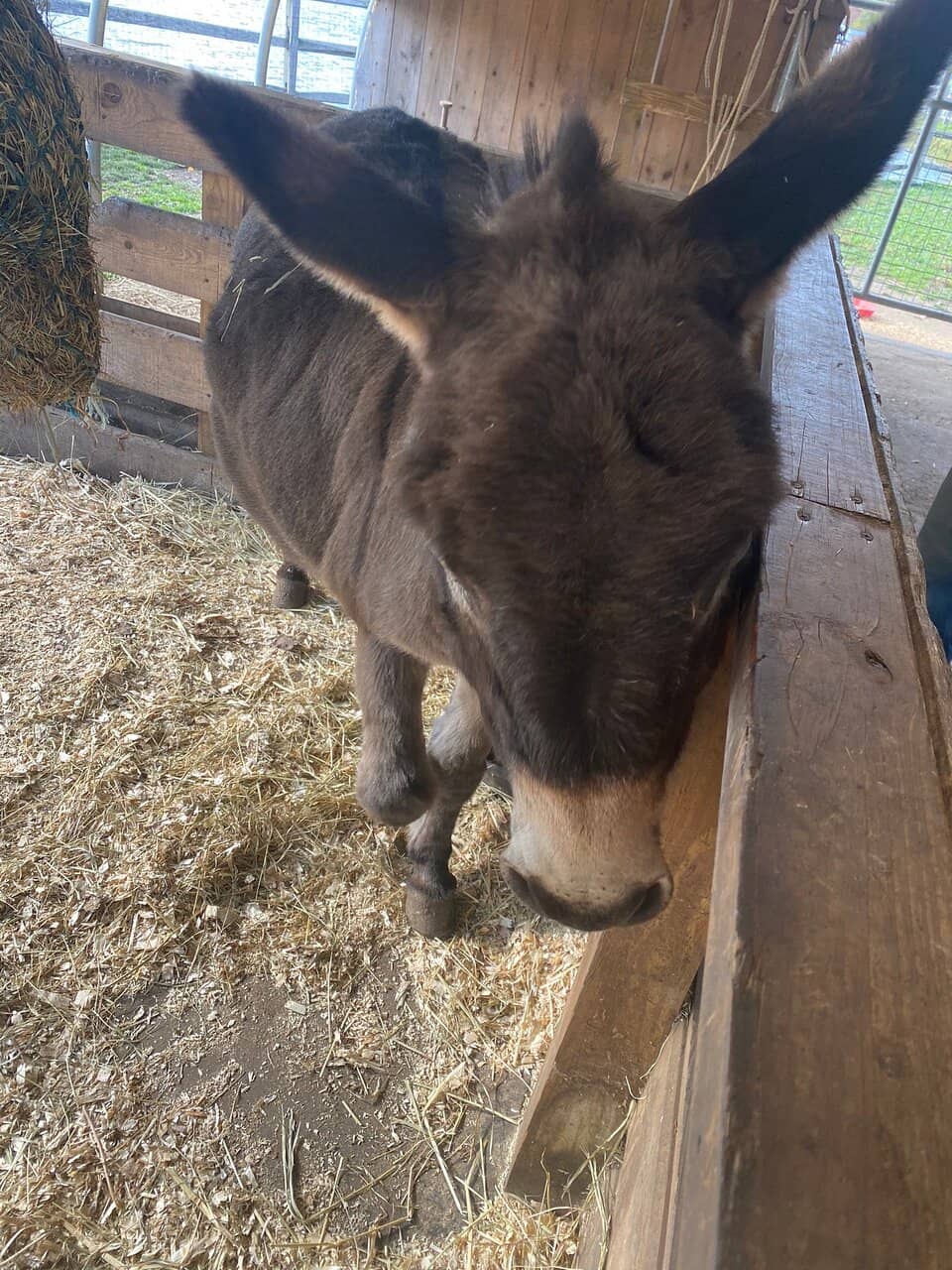 Animal Encounters
