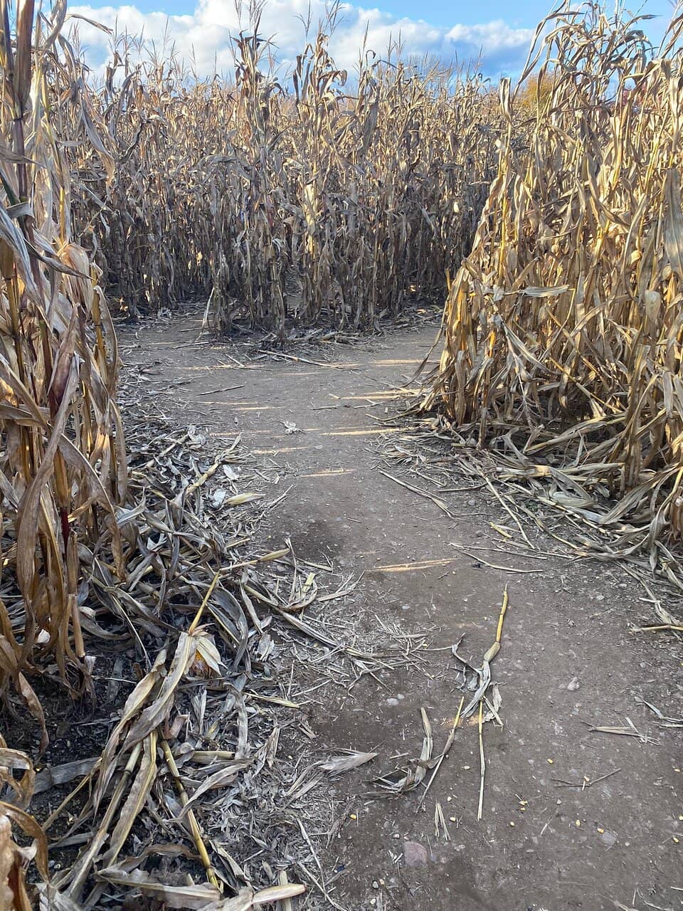 Corn Maze Adventure