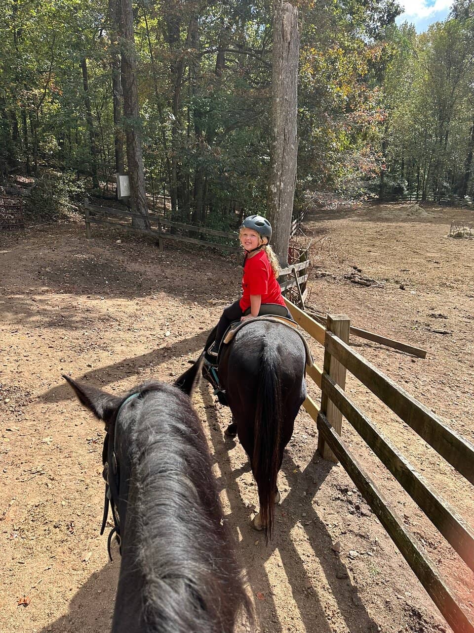 Well-Trained & Cared-For Horses