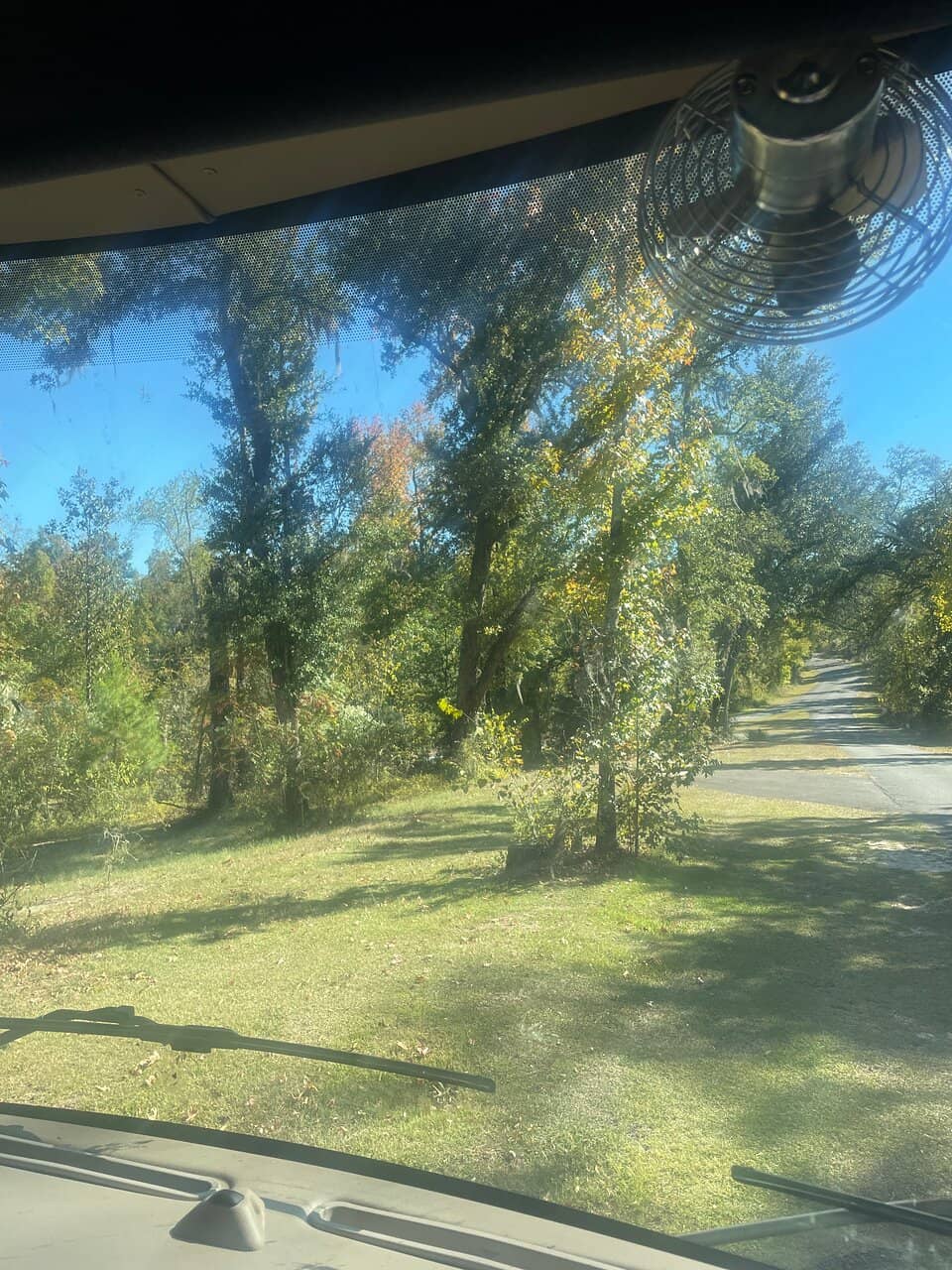 Rare Torreya Trees