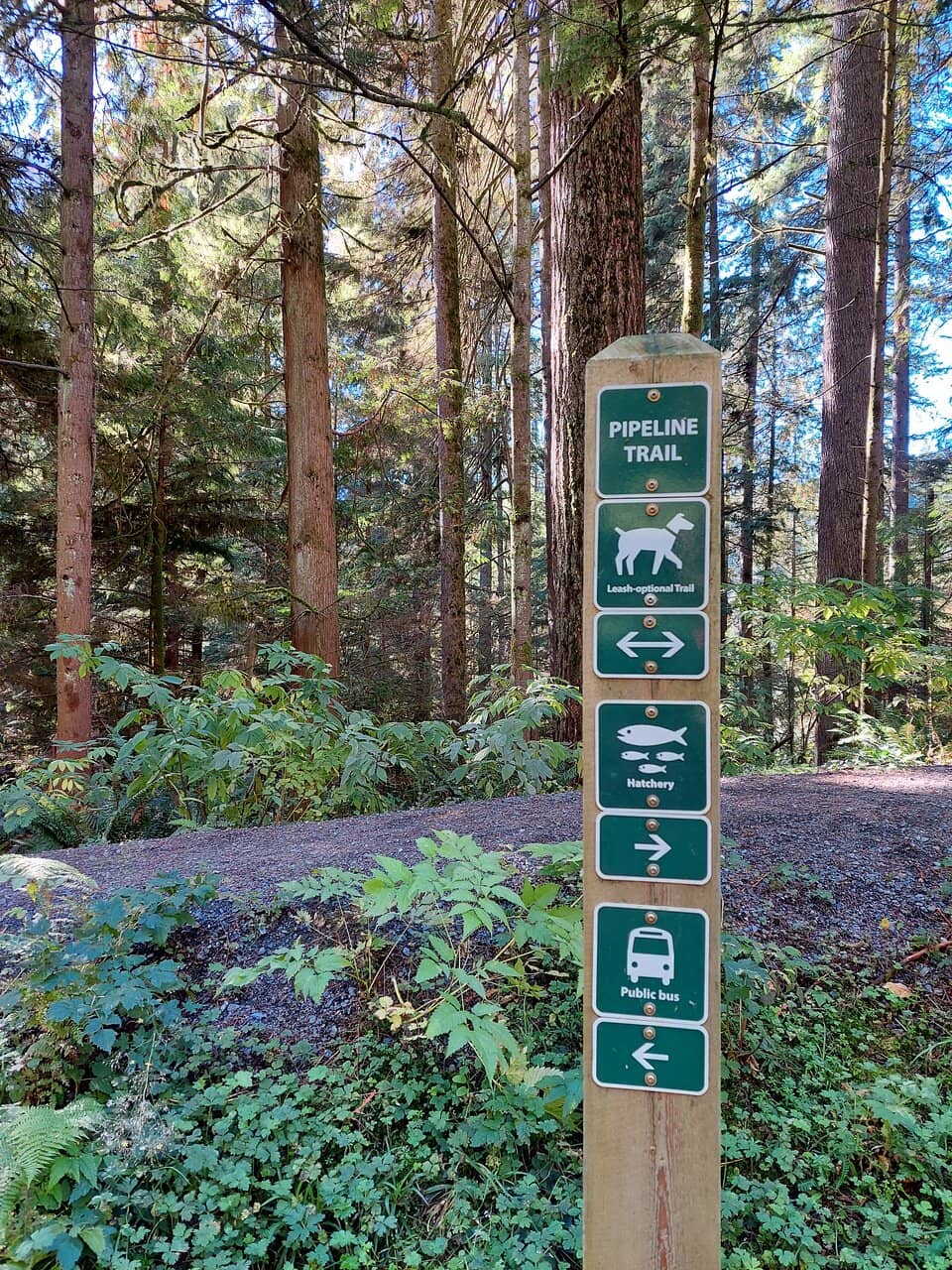 Forest Trails