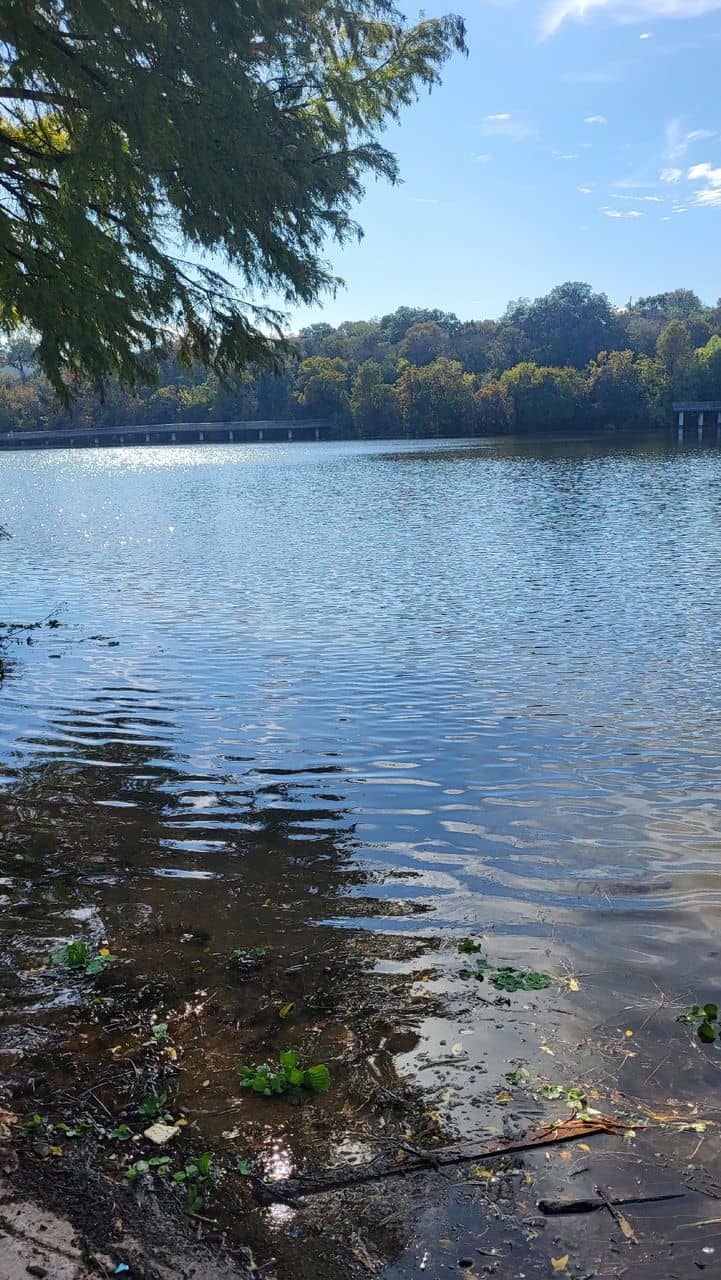 Osprey Sightings