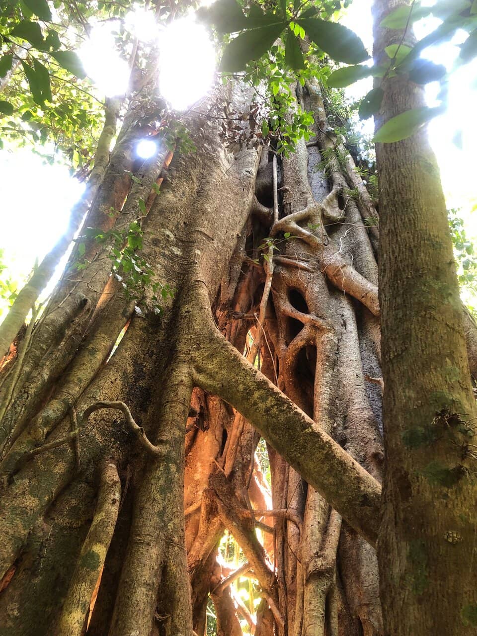 Mount Rooper Summit