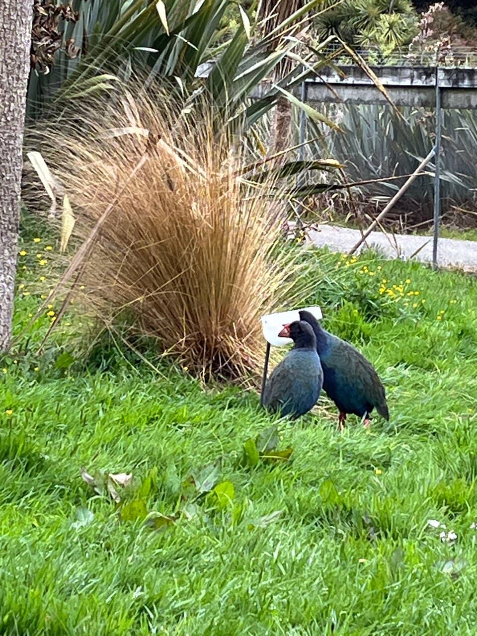 Kākāriki Parakeets