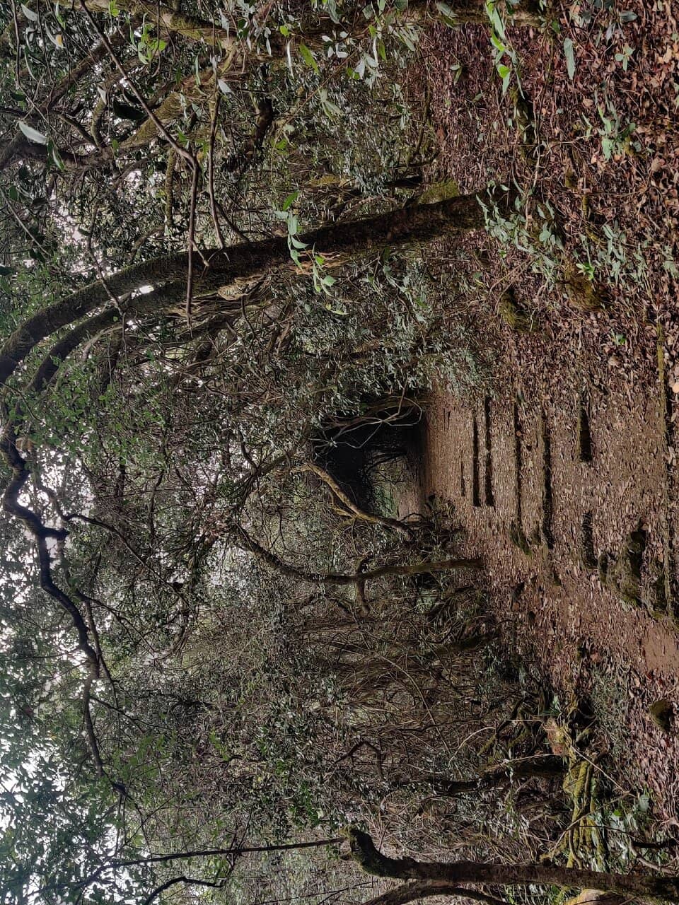 Tranquil Forest Walk