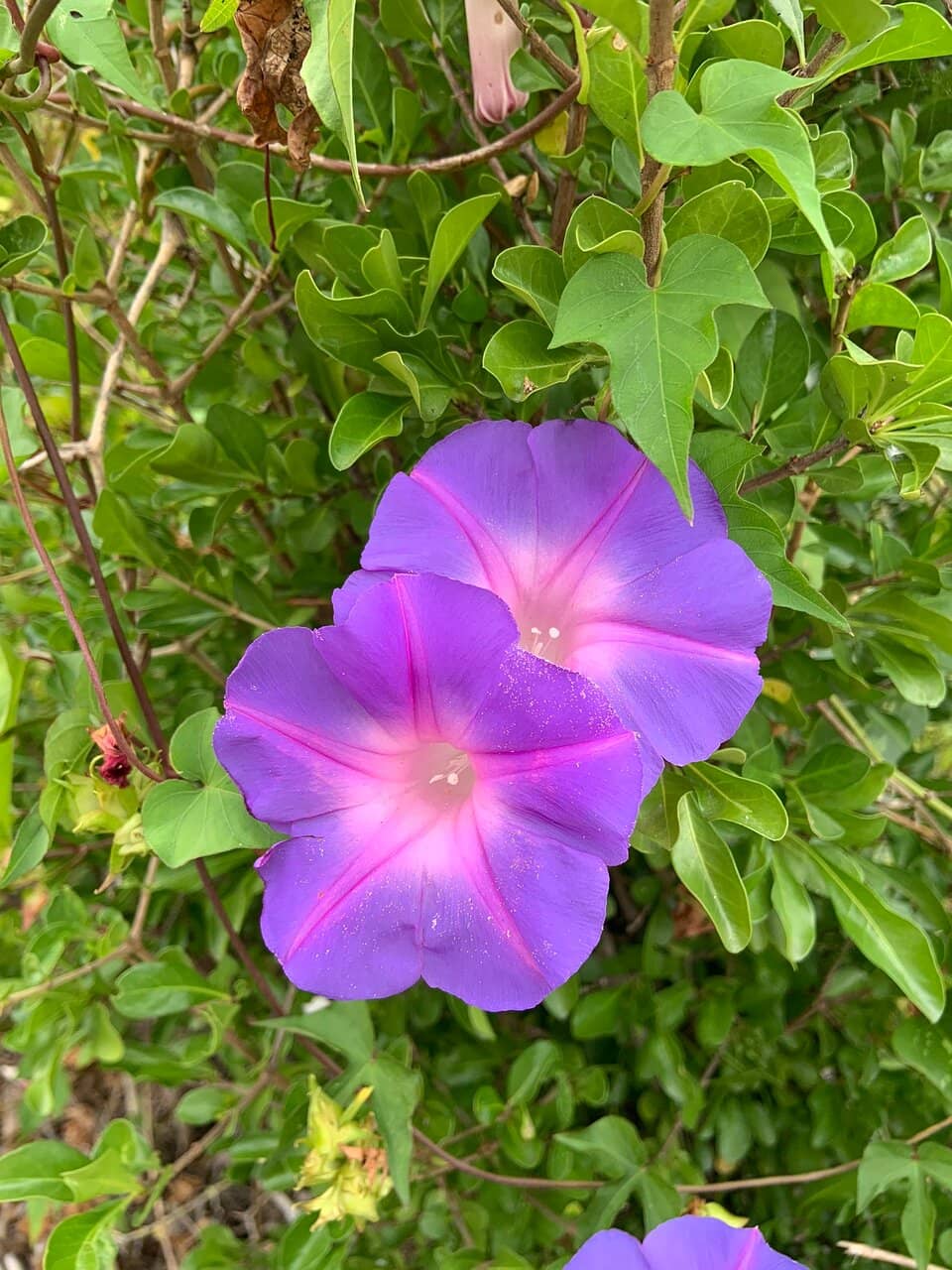 Golf Cart Exploration