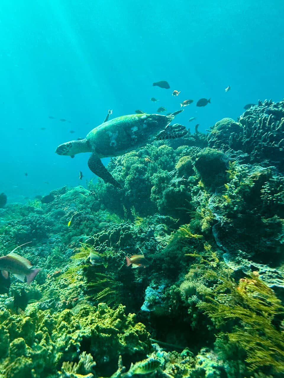 Manta Ray Encounters