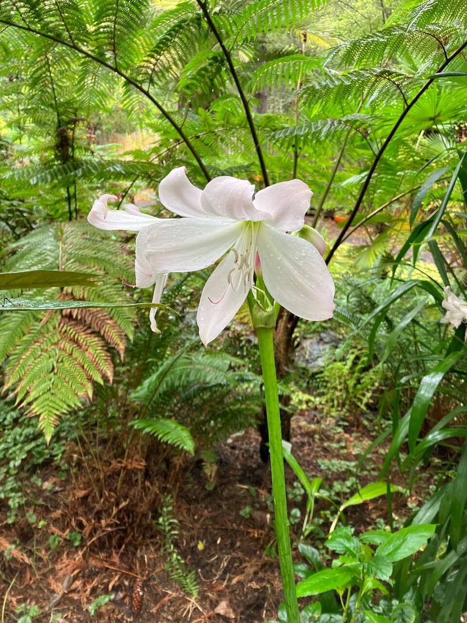 Fragrant Flora