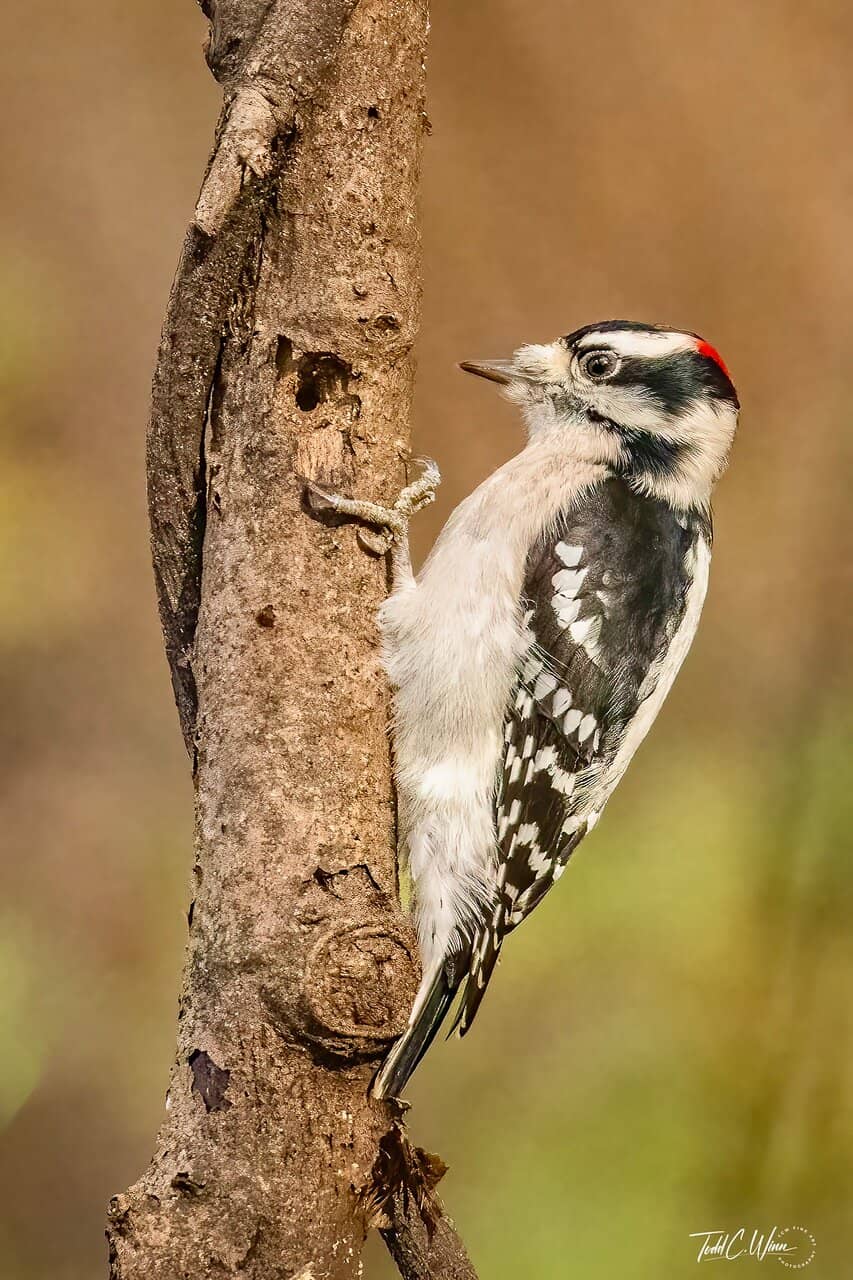 Birdwatching Opportunities