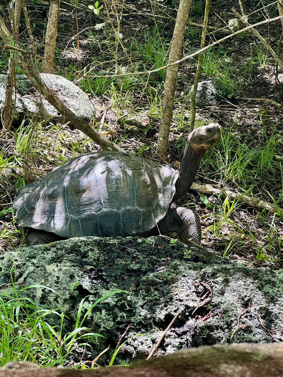 Giant Tortoises