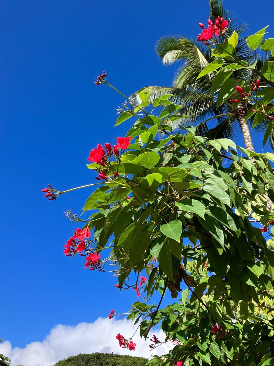 Local Crafts and Apparel