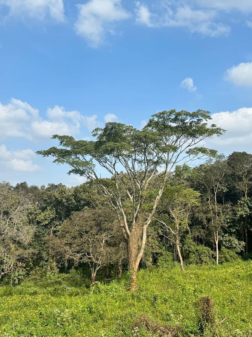 Forest Approach Road