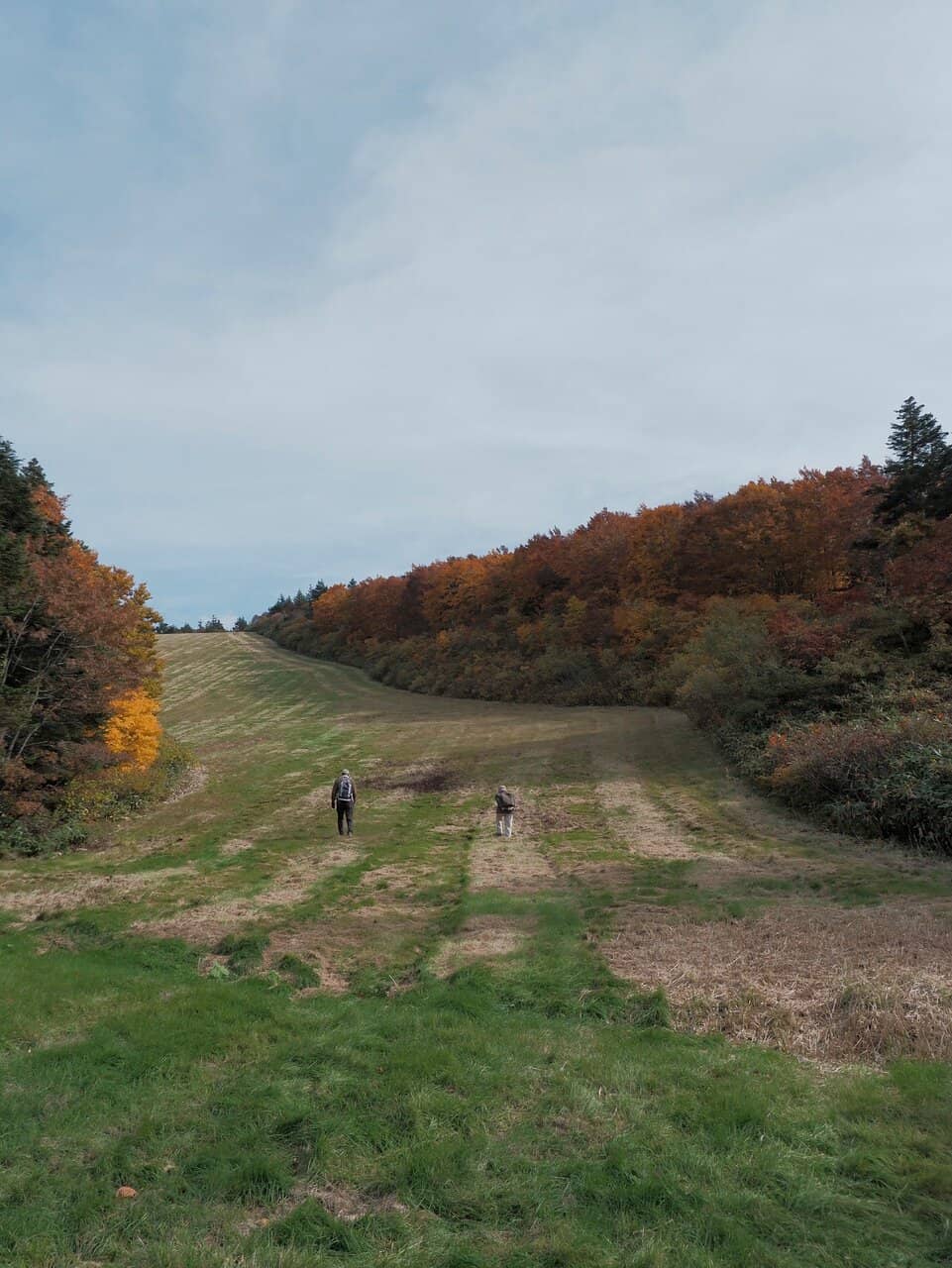 Autumn Foliage from Above