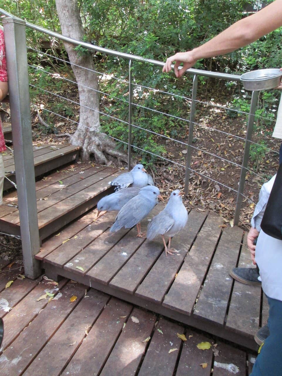 Free-Roaming Peacocks