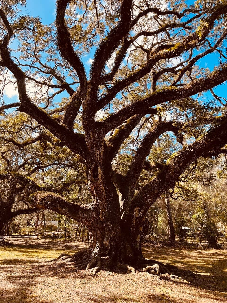 Pine Flatwoods Trail