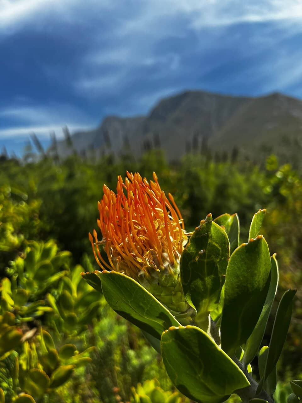 Fynbos Flora