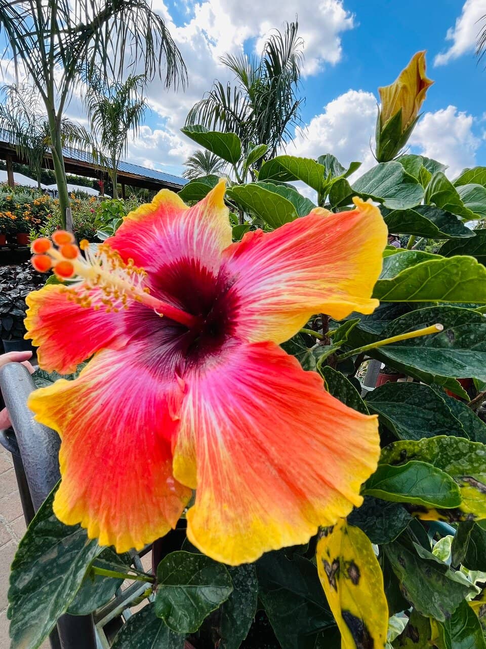 Tropical Plant Paradise