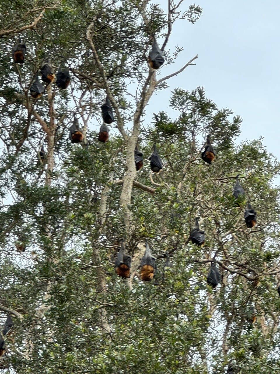 Scenic Park Exploration