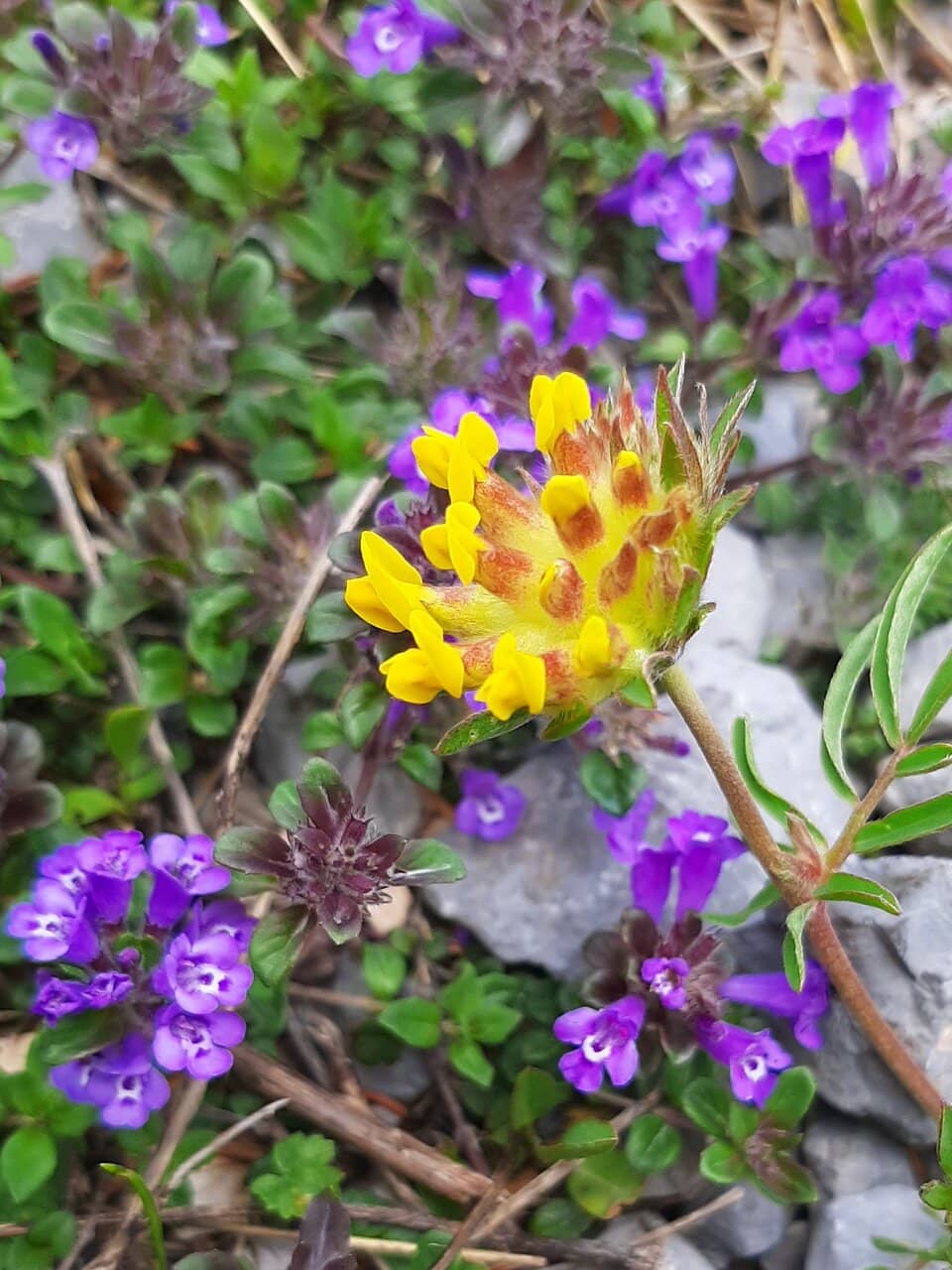 Alpine Botanic Gardens