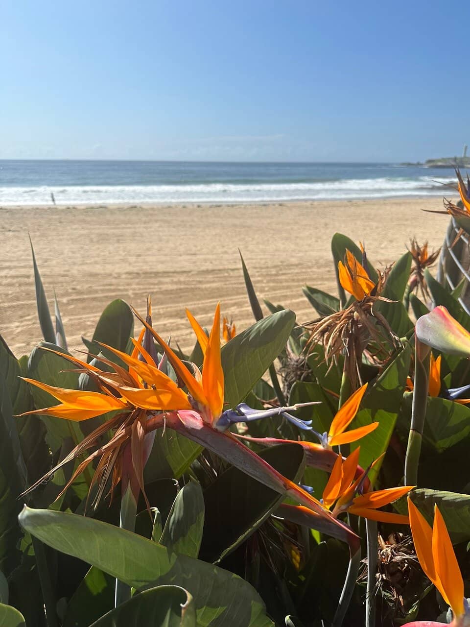 Stuart Park Playground