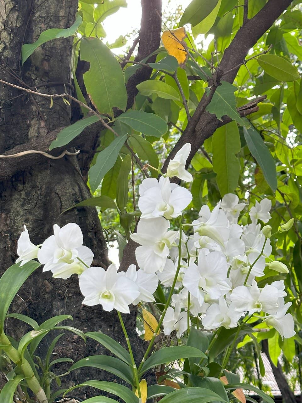 Peaceful Gardens