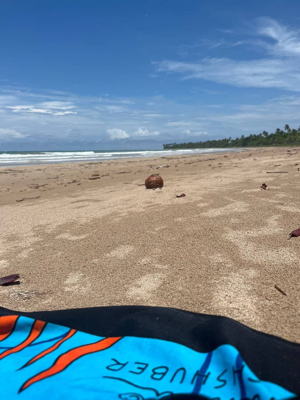 Palm-backed Shoreline