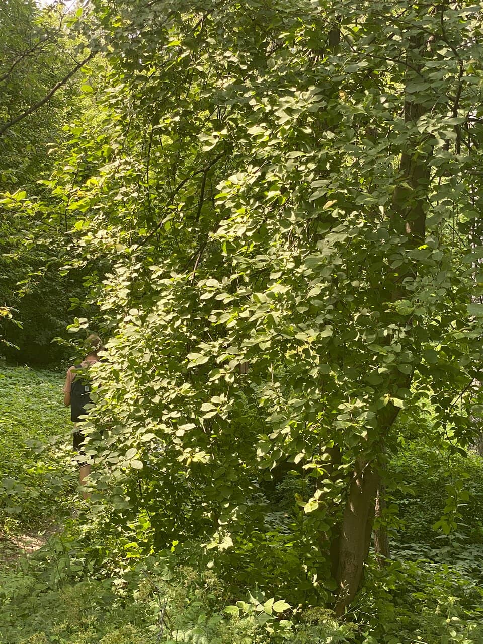 Nature Trail
