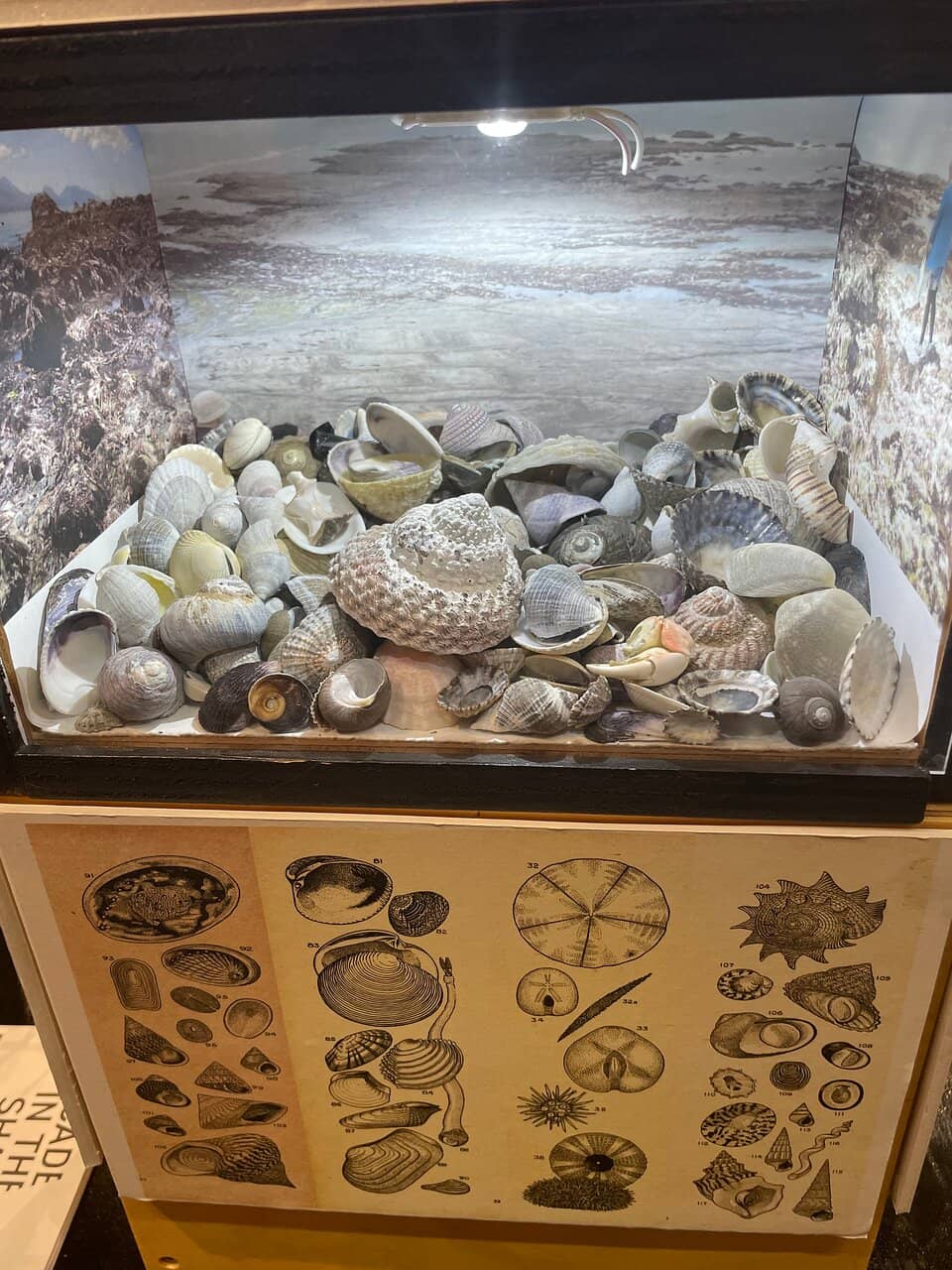 Dinosaur Fossil Discovery