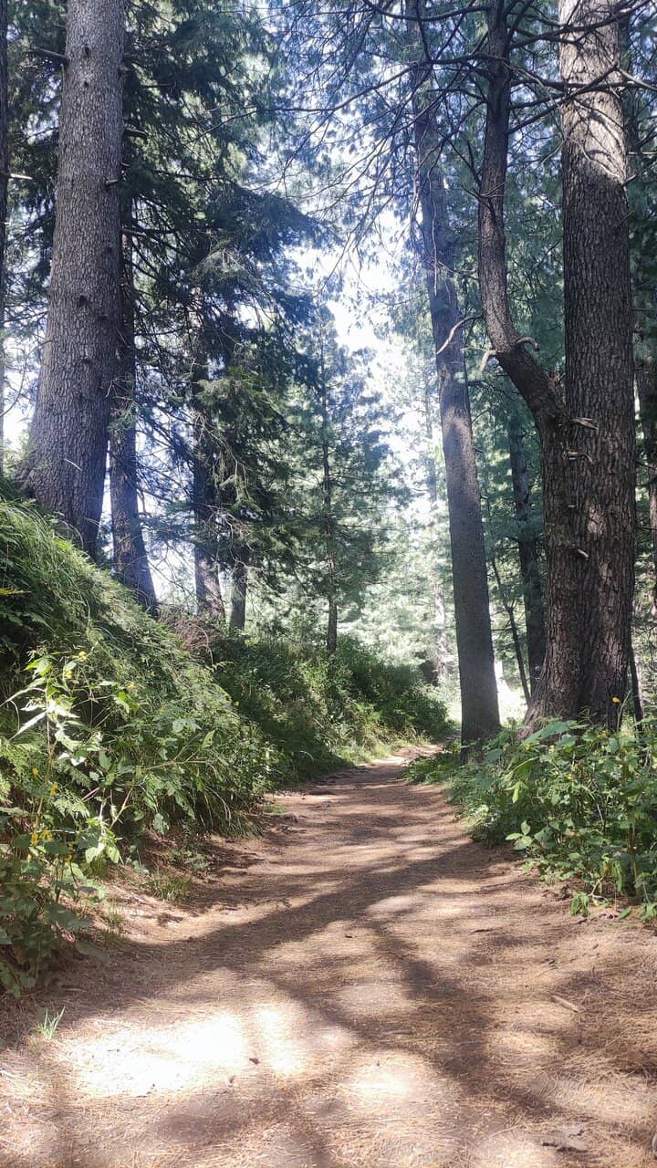Dana Meadows