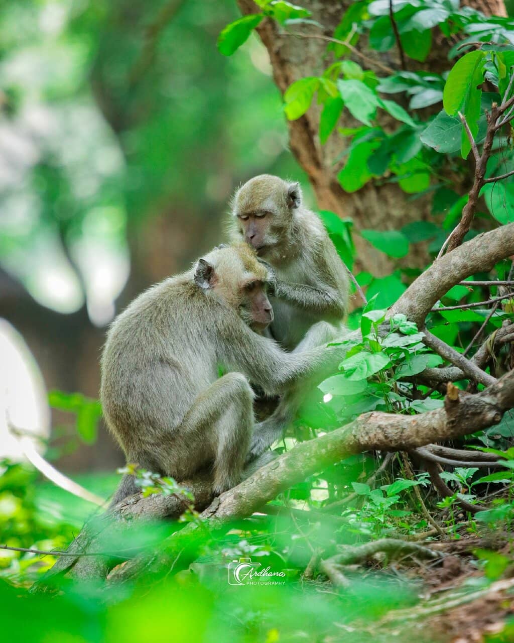 Wildlife Encounters