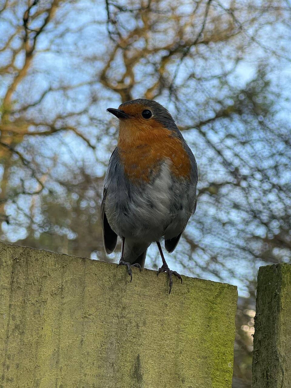Birdwatching Opportunities