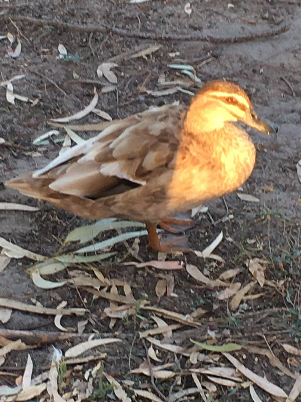Outdoor Exercise Circuit